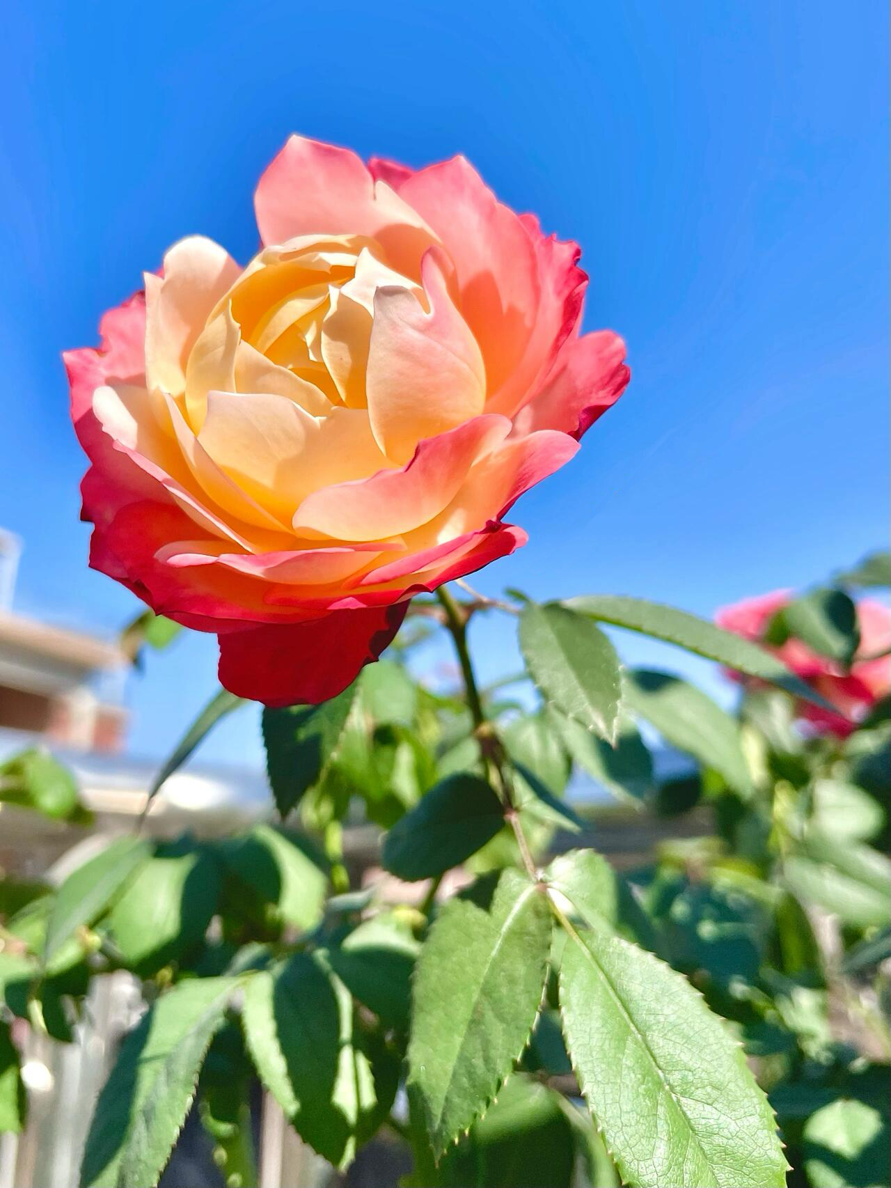 Rare Rosa ‘ Chance Pom |シャンスポム  | 苹果运气 ’