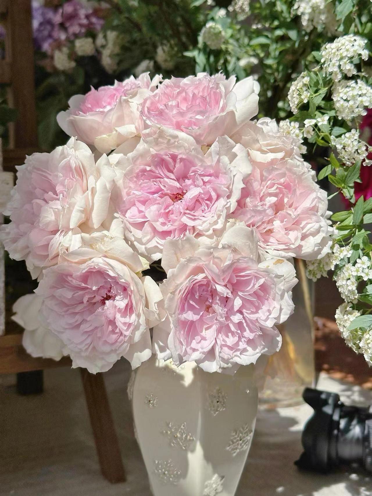 Rose  ‘ Shalimar |シャリマー | 夏莉玛 ’
