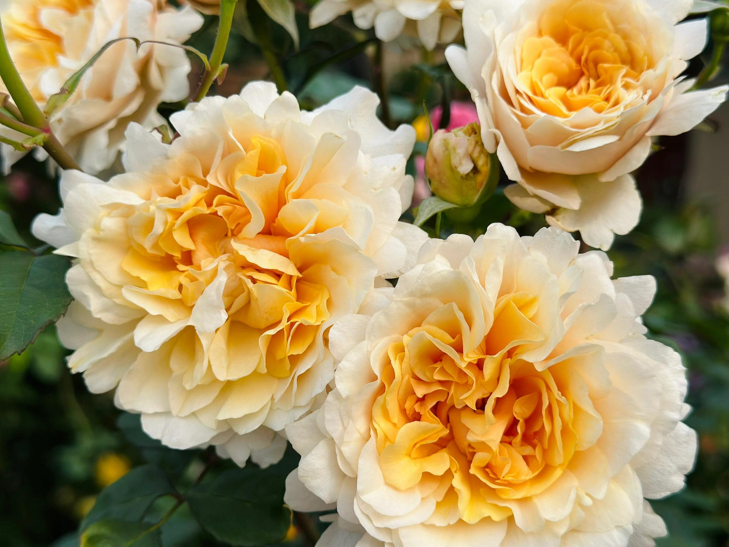 Rosa ’ Ben Weatherstaff｜ ベン ウェザースタッフ|   园丁老班 - New Variety 2020