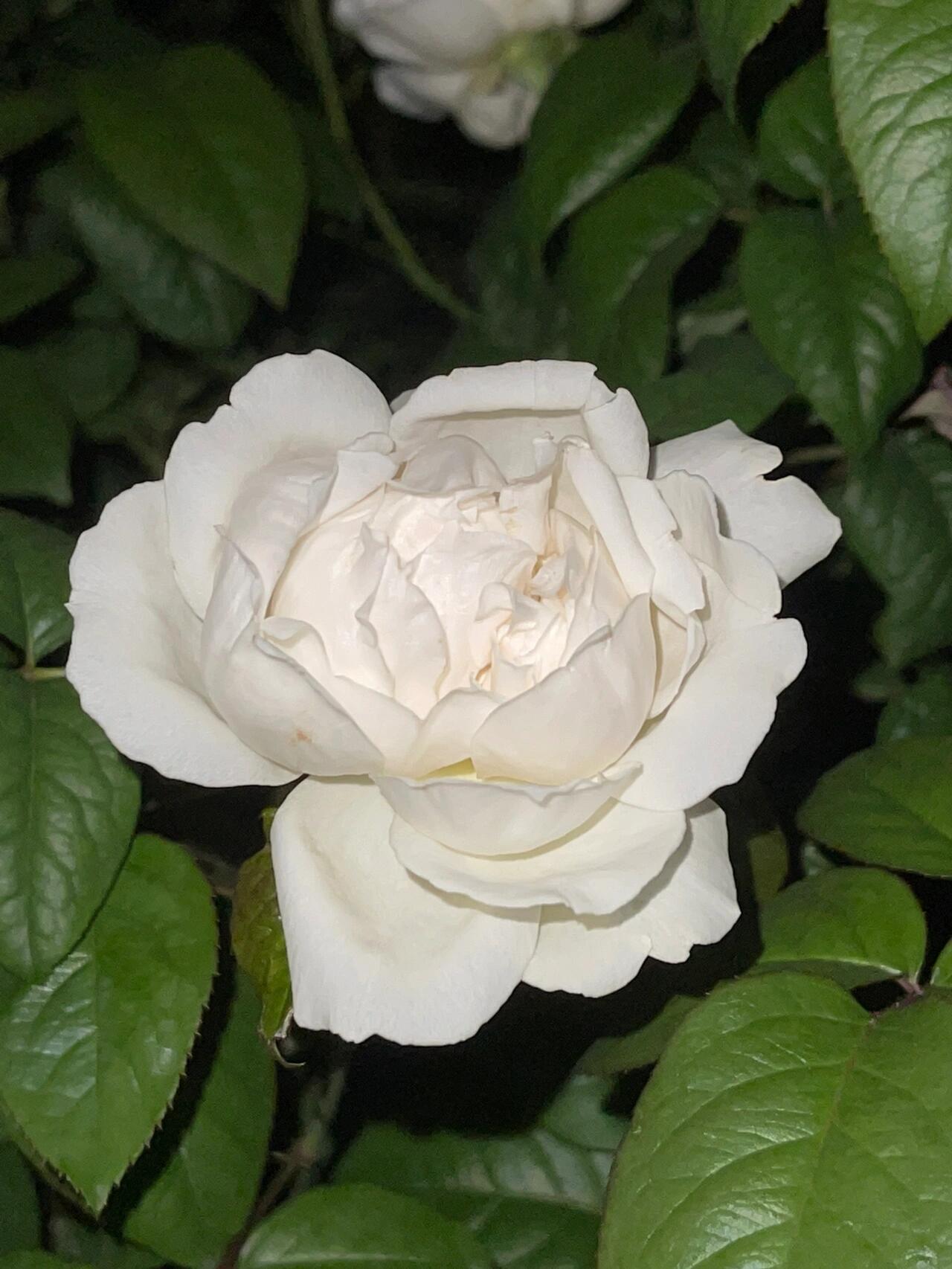 Rose  ’ Kashō｜かしょう｜华宵 - New Variety 2024