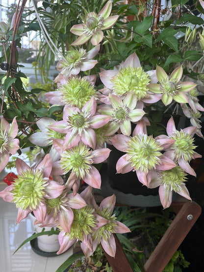 Clematis ''Shamshe |昼の天使|  昼天使| 桃万重''