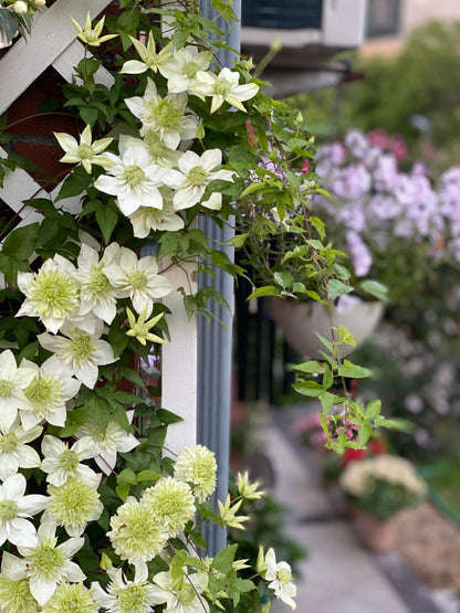 Clematis ''Alba Plenal | 白万重''-小绿| 绿玉