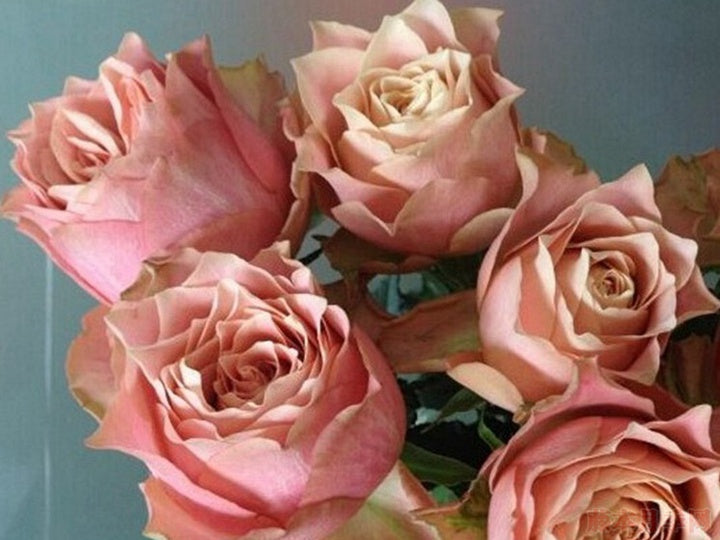 Rose ‘Kokoro no Kizan| こころのきざん  ’ 心之牵绊