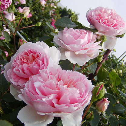 Rose ‘ Pretty Yuto  |  漂亮的玉兔