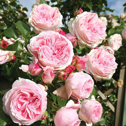 Rose ‘ Pretty Yuto  |  漂亮的玉兔