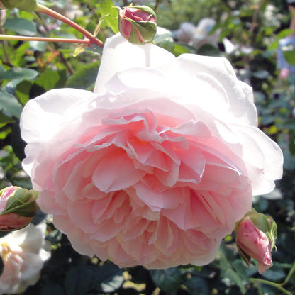 Rose ‘ Pretty Yuto  |  漂亮的玉兔