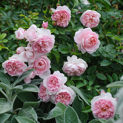 Rose ‘ Pretty Yuto  |  漂亮的玉兔