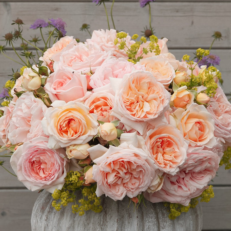 Rose ’ Fairytale Magic‘ 童话魔法