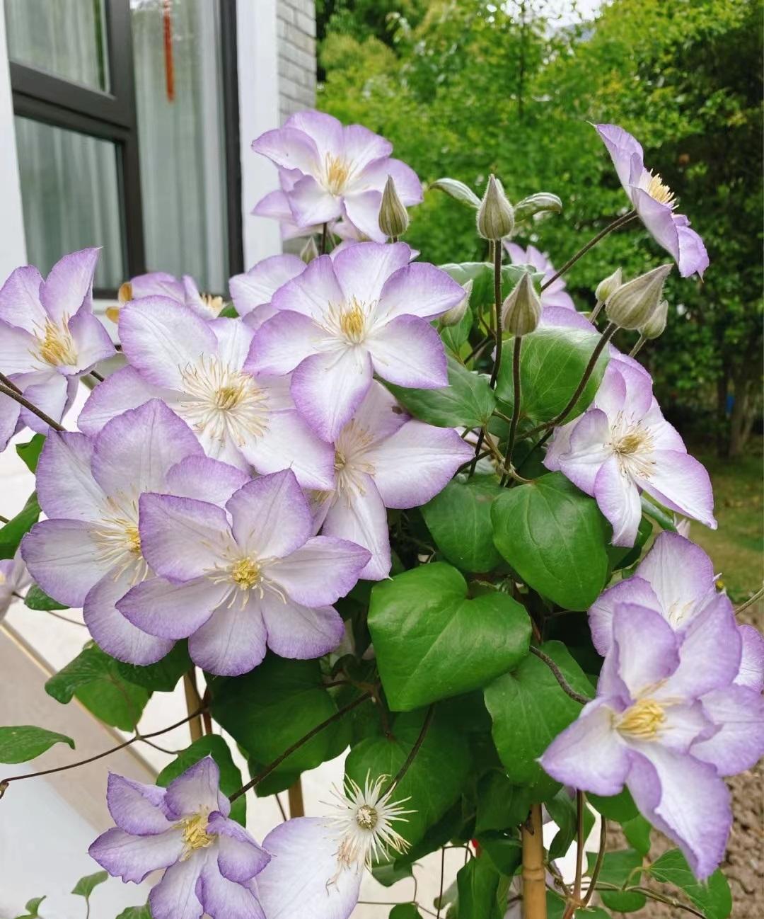 Clematis ‘’Lucky Charm| お守り|幸运符‘’
