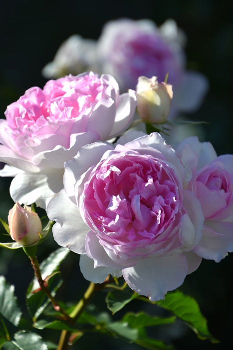 Rose ‘ Martha| マーサ ’  玛莎 | 木村卓功
