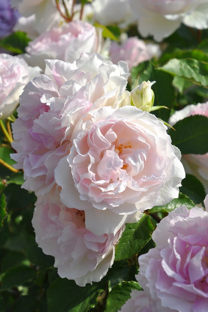 Rose ‘ Martha| マーサ ’  玛莎 | 木村卓功