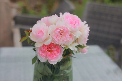 Rose ‘ Martha| マーサ ’  玛莎 | 木村卓功