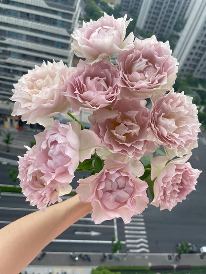 Rose  ’ Lu Ning Xiang｜露凝香 - New 2022
