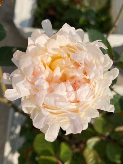Rare Rose  ‘ Peach Anemone ｜桃子海葵 - New Variety 2023