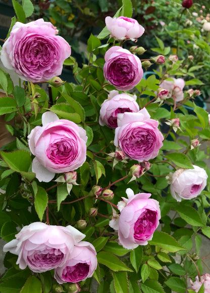 Rose 'Aunt Margy's | 拇指姑娘 | 麻吉婶婶 '