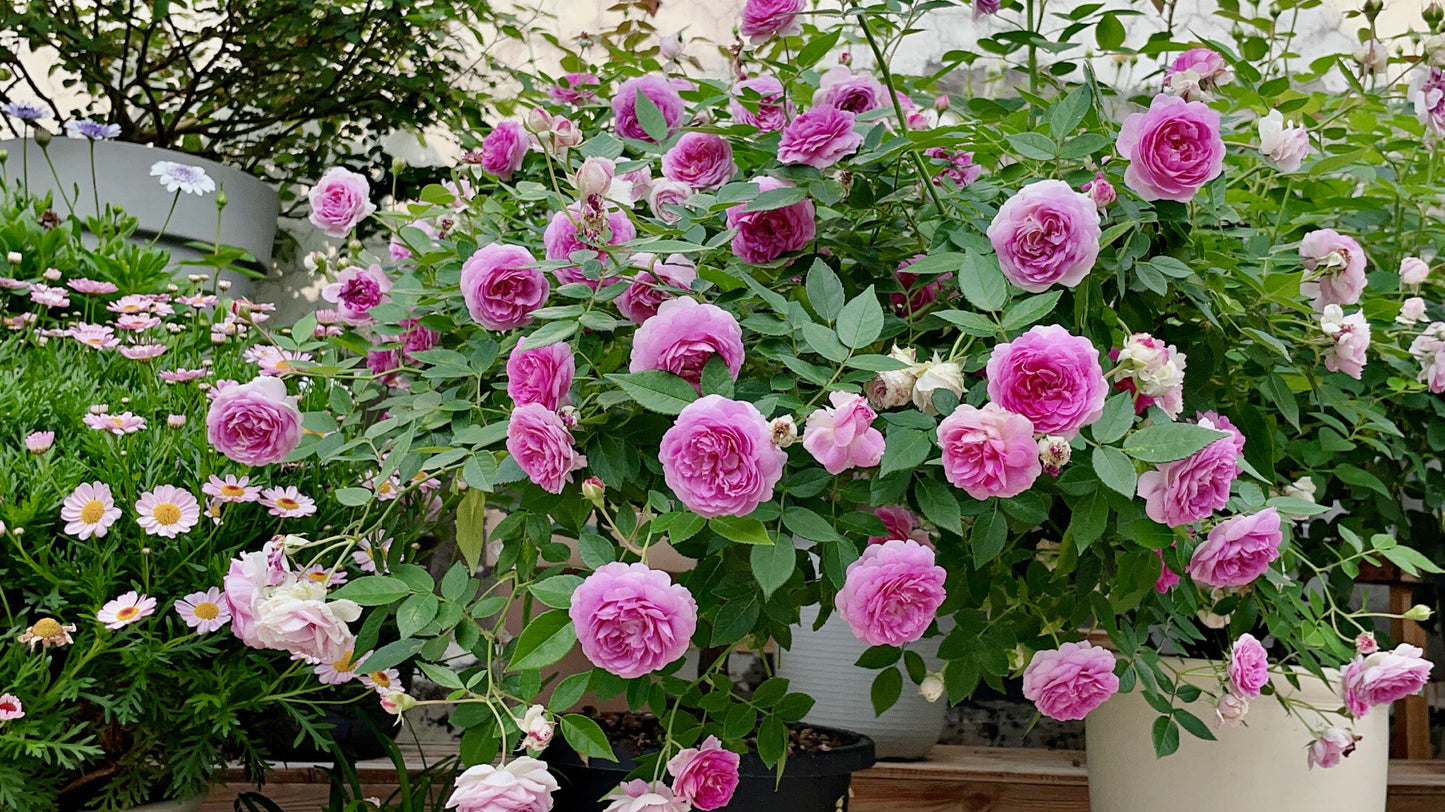Rose 'Aunt Margy's | 拇指姑娘 | 麻吉婶婶 '