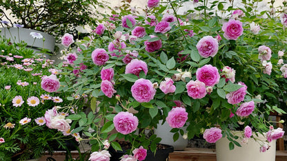 Rose 'Aunt Margy's | 拇指姑娘 | 麻吉婶婶 '