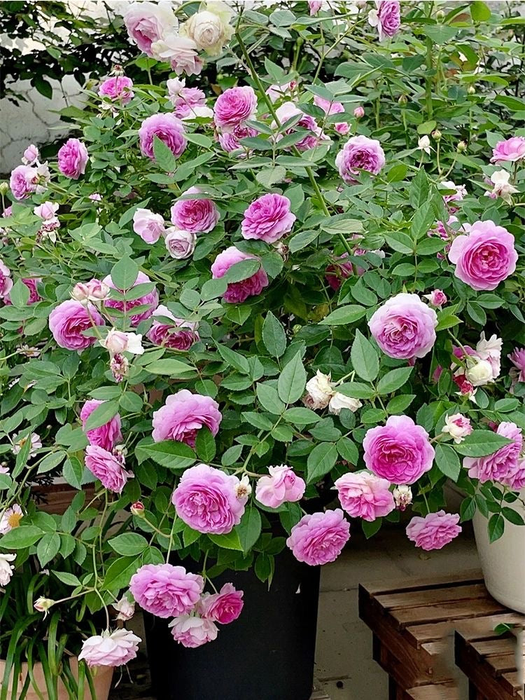 Rose 'Aunt Margy's | 拇指姑娘 | 麻吉婶婶 '