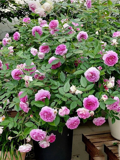 Rose 'Aunt Margy's | 拇指姑娘 | 麻吉婶婶 '