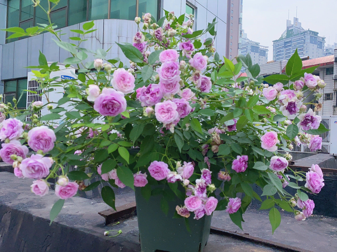 Rose 'Aunt Margy's | 拇指姑娘 | 麻吉婶婶 '