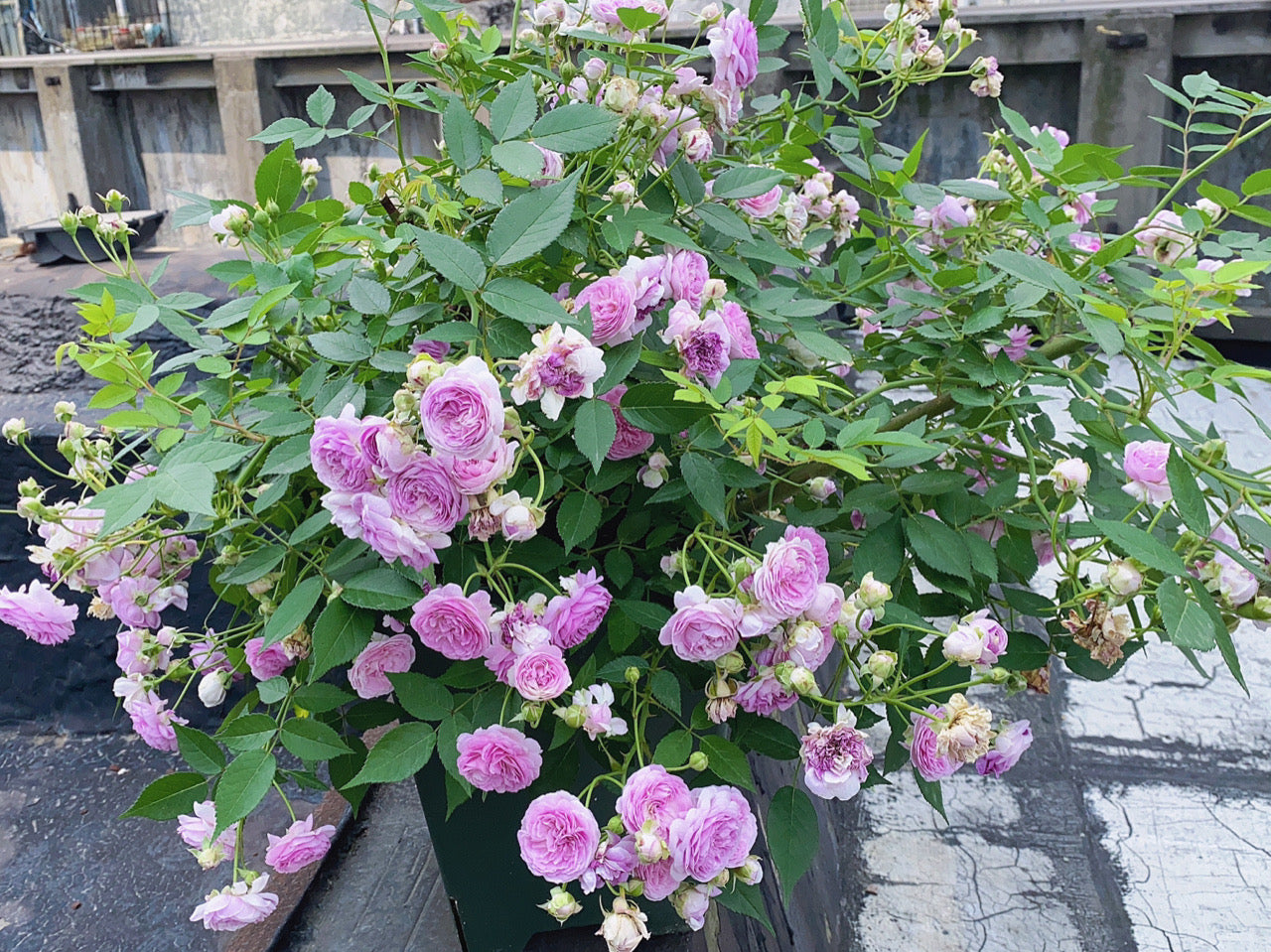 Rose 'Aunt Margy's | 拇指姑娘 | 麻吉婶婶 '
