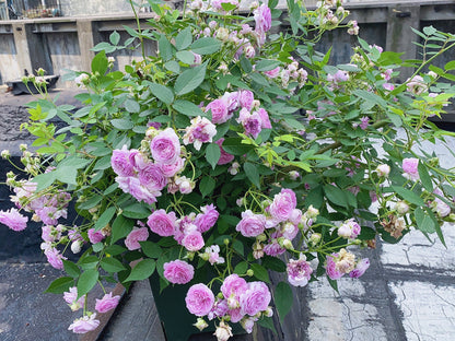 Rose 'Aunt Margy's | 拇指姑娘 | 麻吉婶婶 '