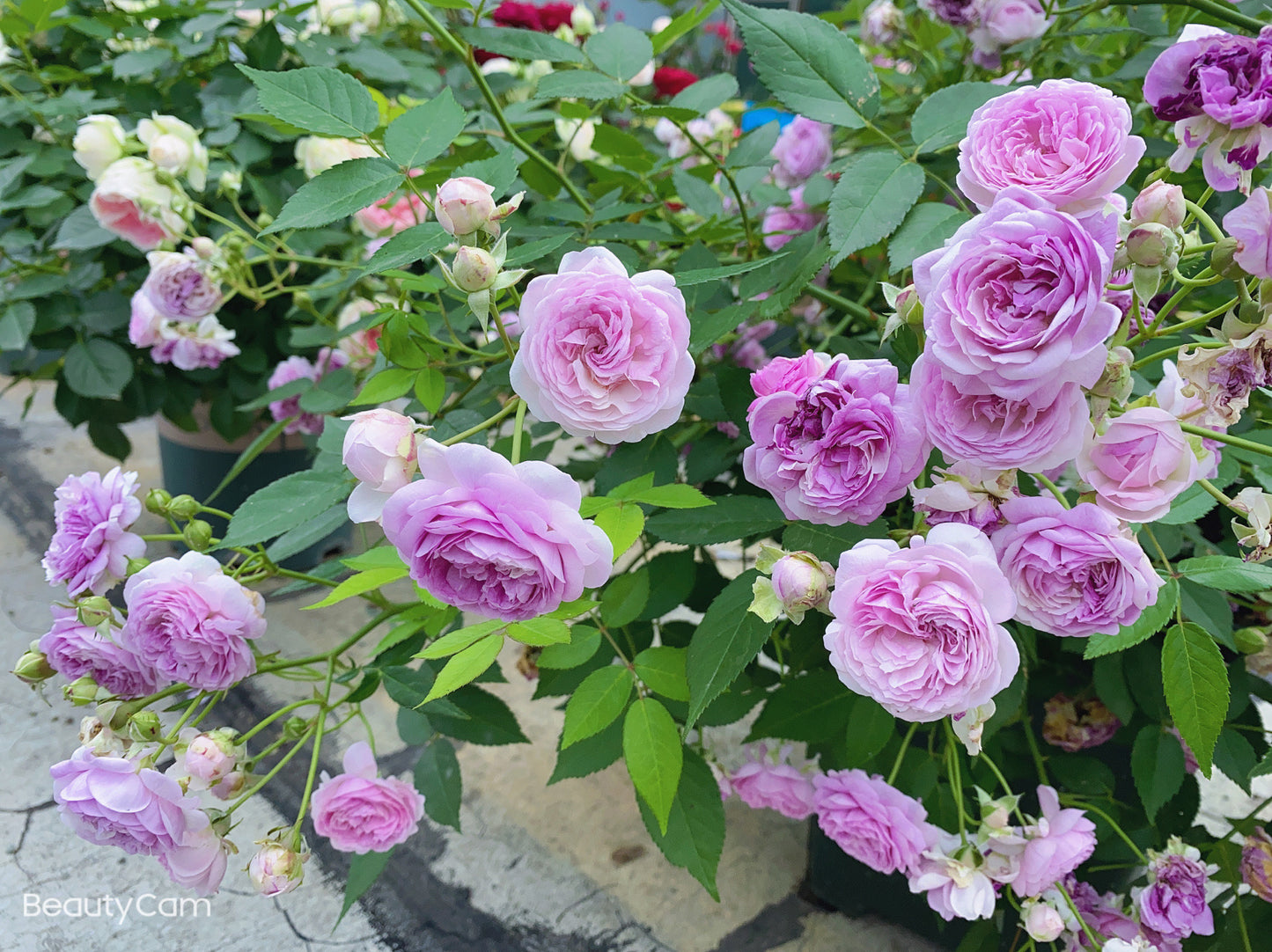 Rose 'Aunt Margy's | 拇指姑娘 | 麻吉婶婶 '