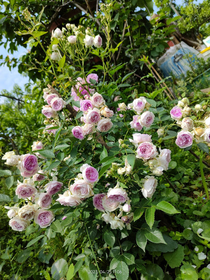 Rose 'Aunt Margy's | 拇指姑娘 | 麻吉婶婶 '