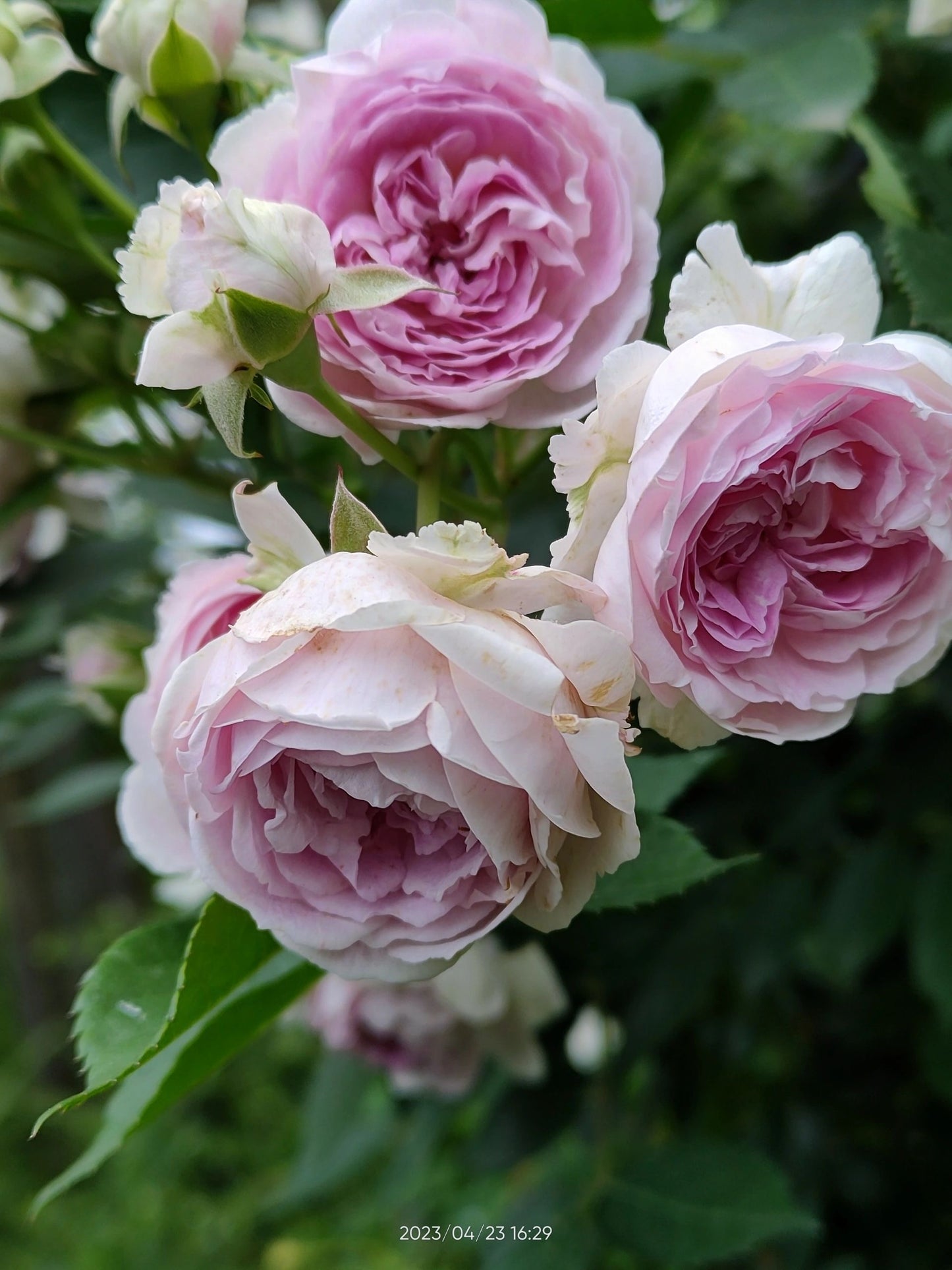 Rose 'Aunt Margy's | 拇指姑娘 | 麻吉婶婶 '