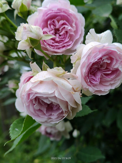 Rose 'Aunt Margy's | 拇指姑娘 | 麻吉婶婶 '