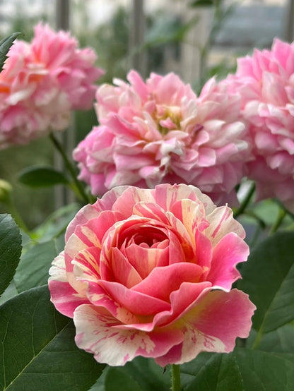 Shrub Rose ‘Claude Monet  | モネ  | 莫奈 ’