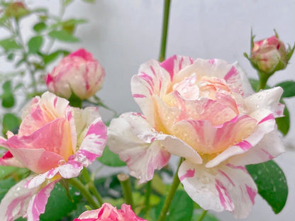 Shrub Rose ‘Claude Monet  | モネ  | 莫奈 ’