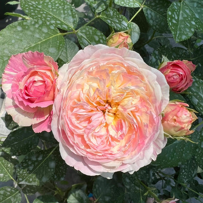 Shrub Rose ‘Claude Monet  | モネ  | 莫奈 ’