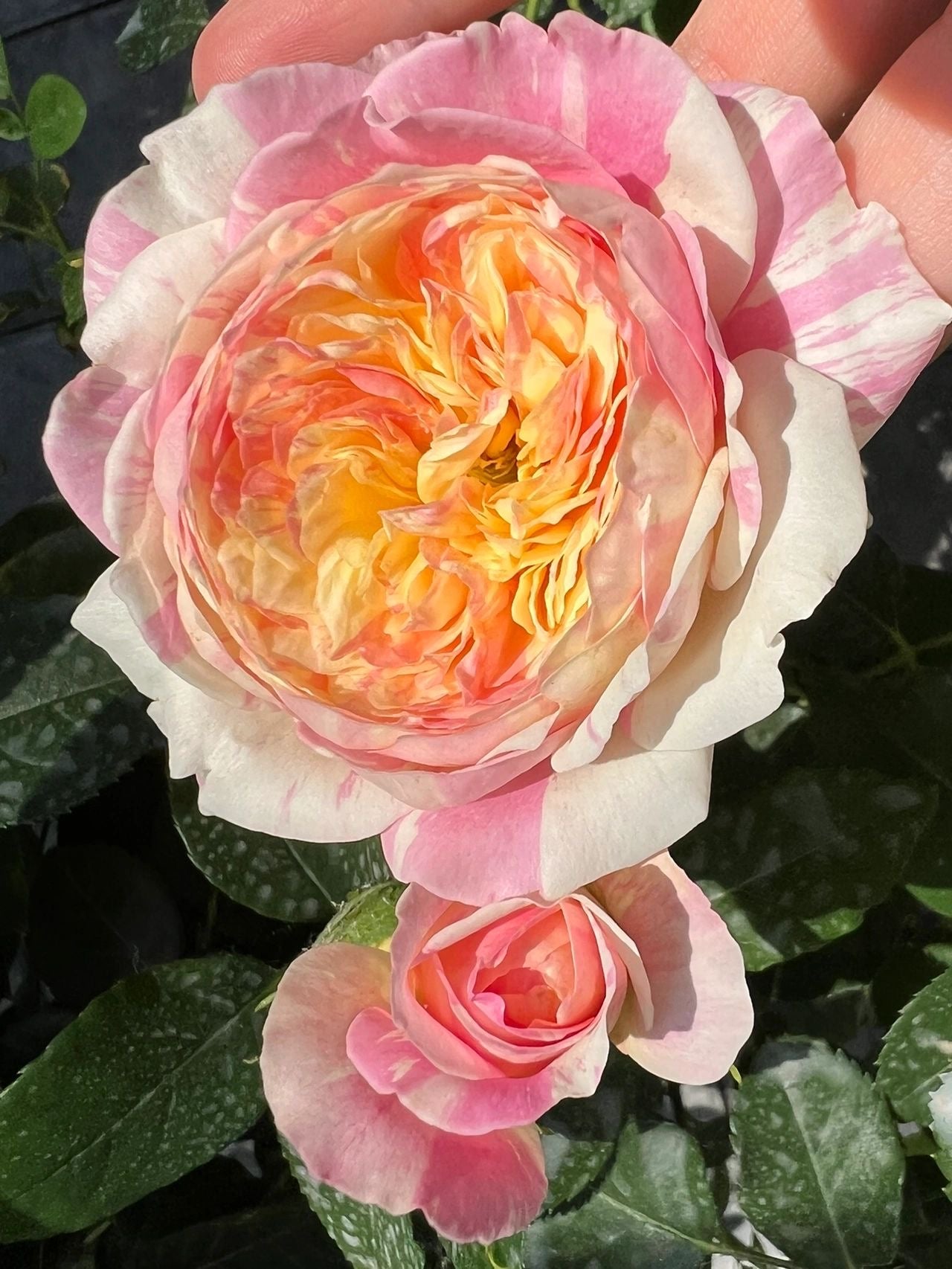 Shrub Rose ‘Claude Monet  | モネ  | 莫奈 ’