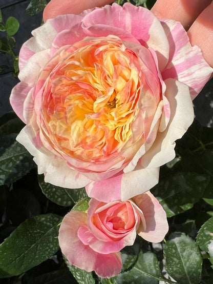 Shrub Rose ‘Claude Monet  | モネ  | 莫奈 ’