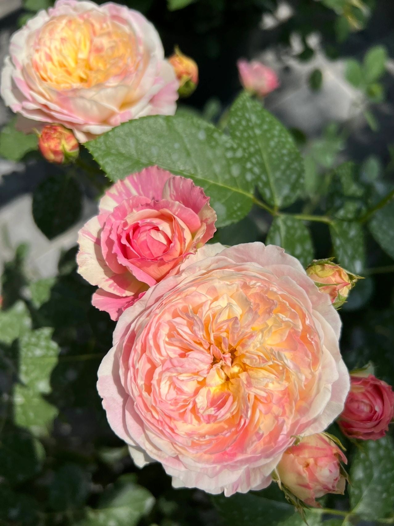 Shrub Rose ‘Claude Monet  | モネ  | 莫奈 ’