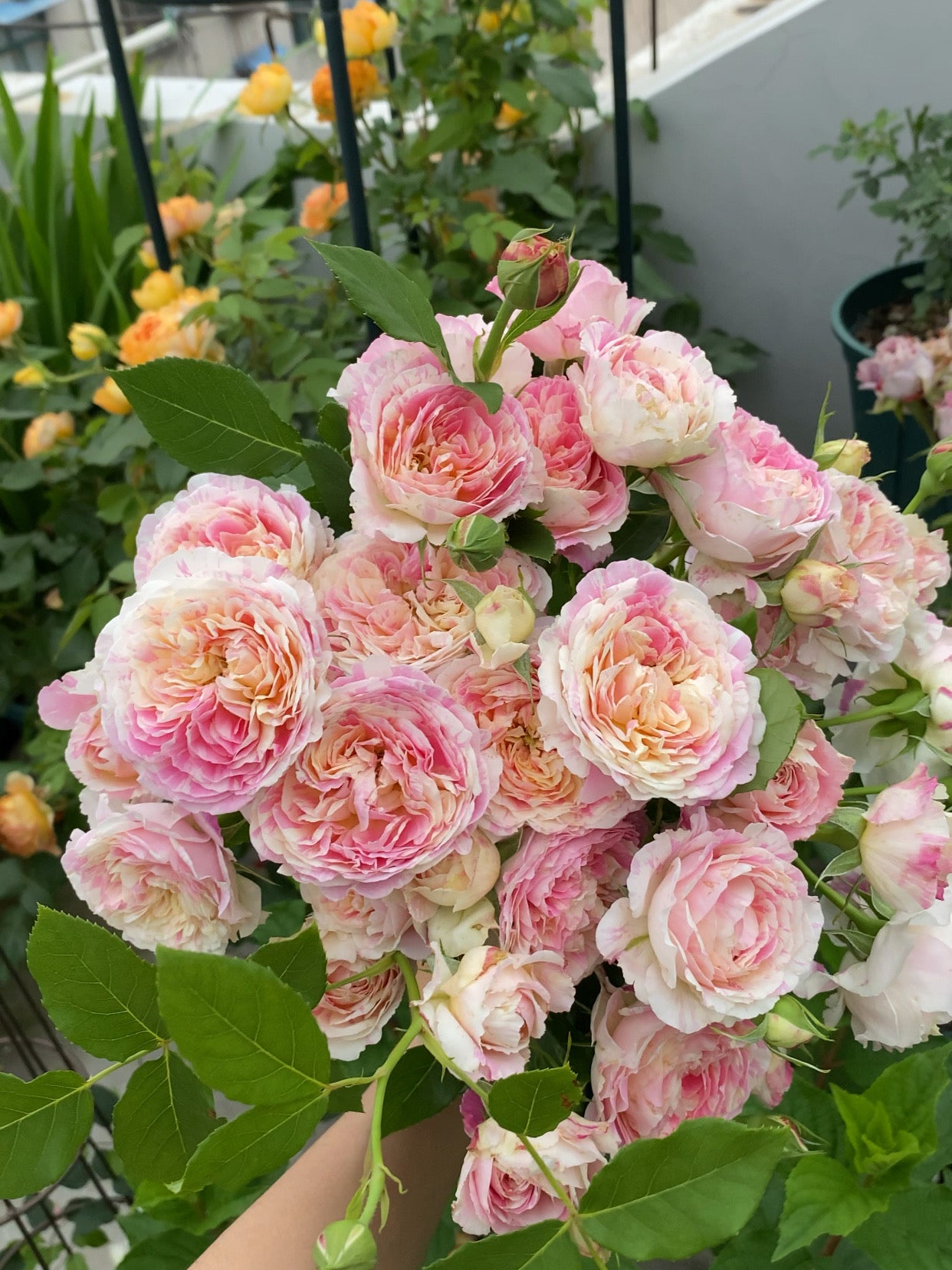 Shrub Rose ‘Claude Monet  | モネ  | 莫奈 ’