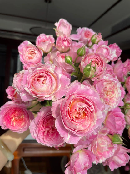 Shrub Rose ‘Claude Monet  | モネ  | 莫奈 ’