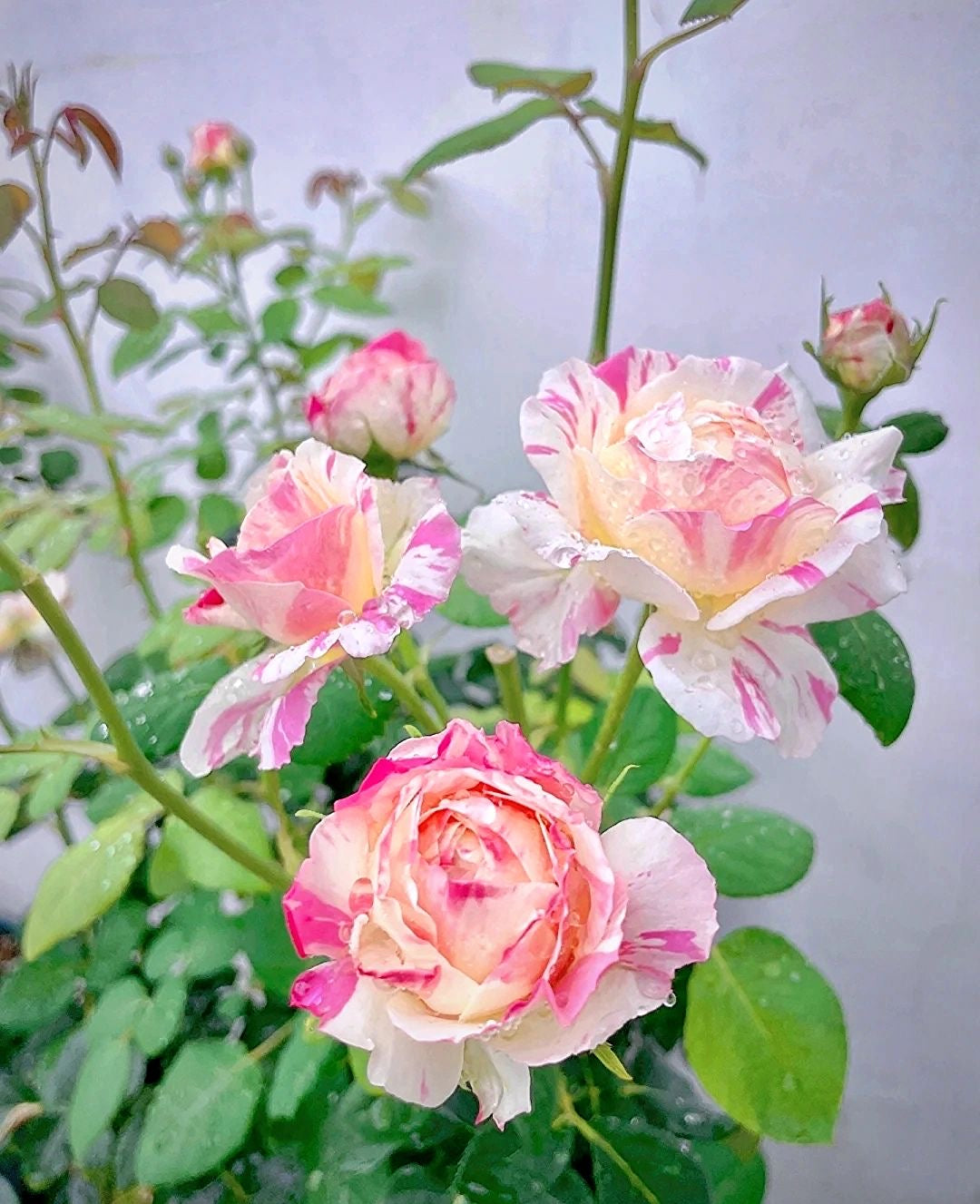 Shrub Rose ‘Claude Monet  | モネ  | 莫奈 ’