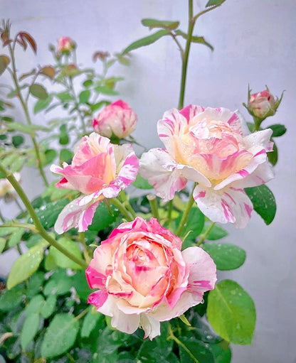 Shrub Rose ‘Claude Monet  | モネ  | 莫奈 ’