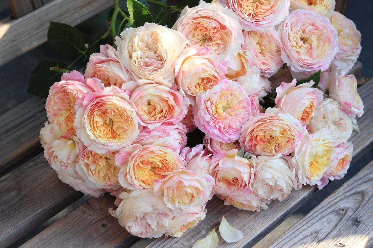 Shrub Rose ‘Claude Monet  | モネ  | 莫奈 ’