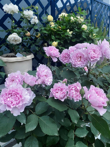 Rose ' Libellula | リベルラ | 蜻蜓 '