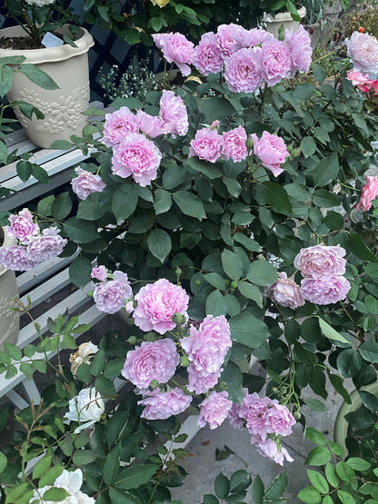Rose ' Libellula | リベルラ | 蜻蜓 '