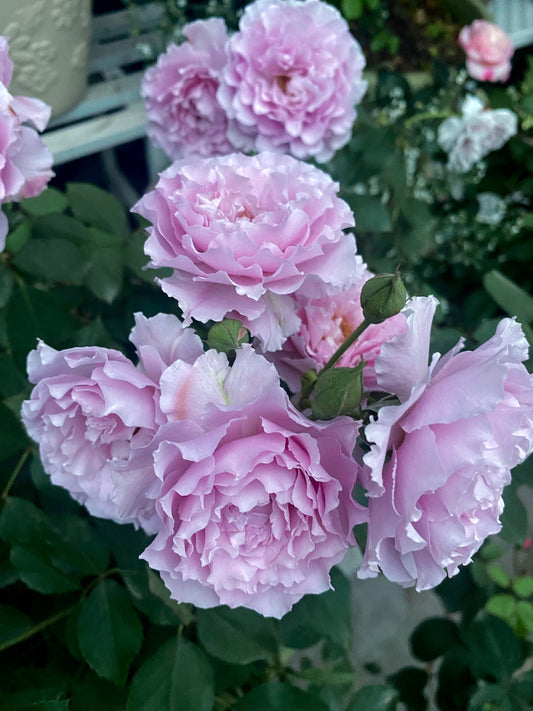 Rose ' Libellula | リベルラ | 蜻蜓 '