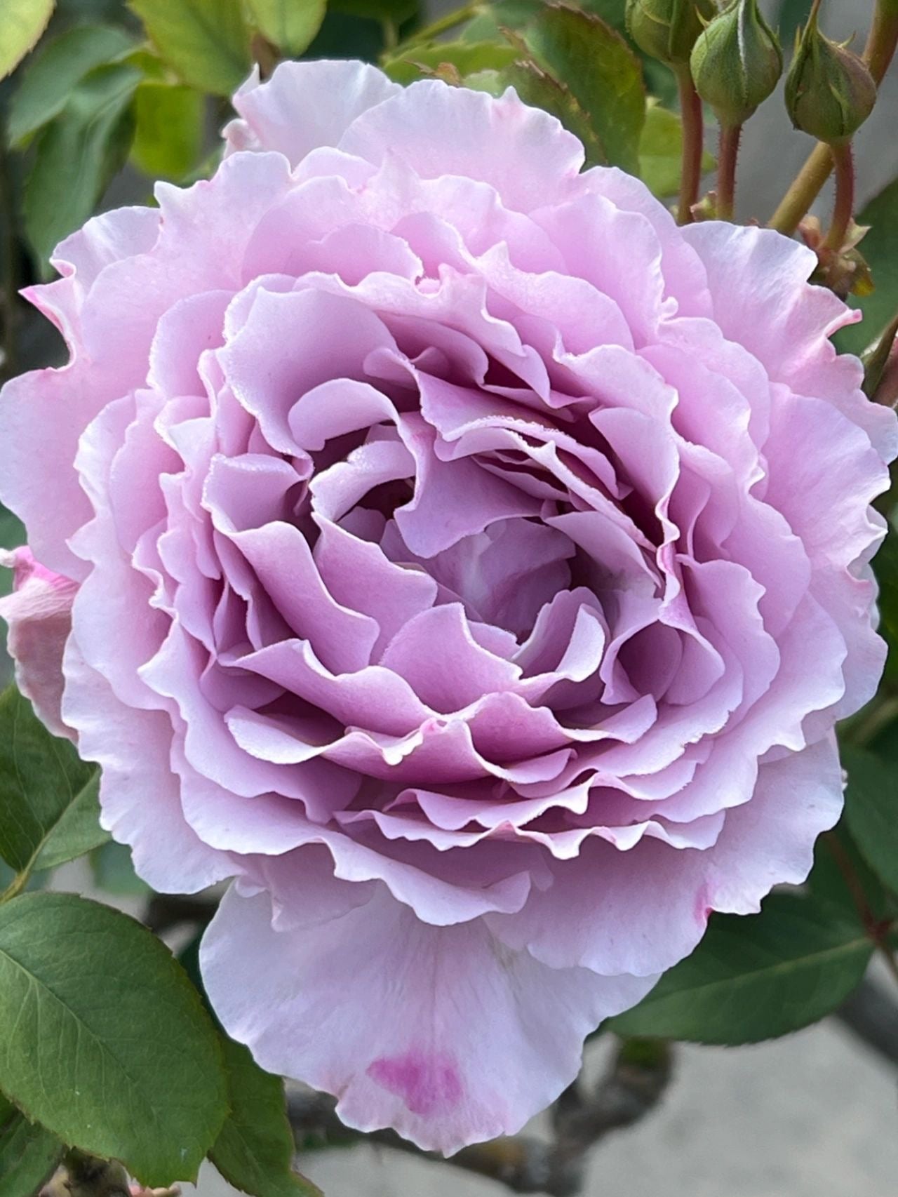Rose ' Libellula | リベルラ | 蜻蜓 ' – Kisaki Plant
