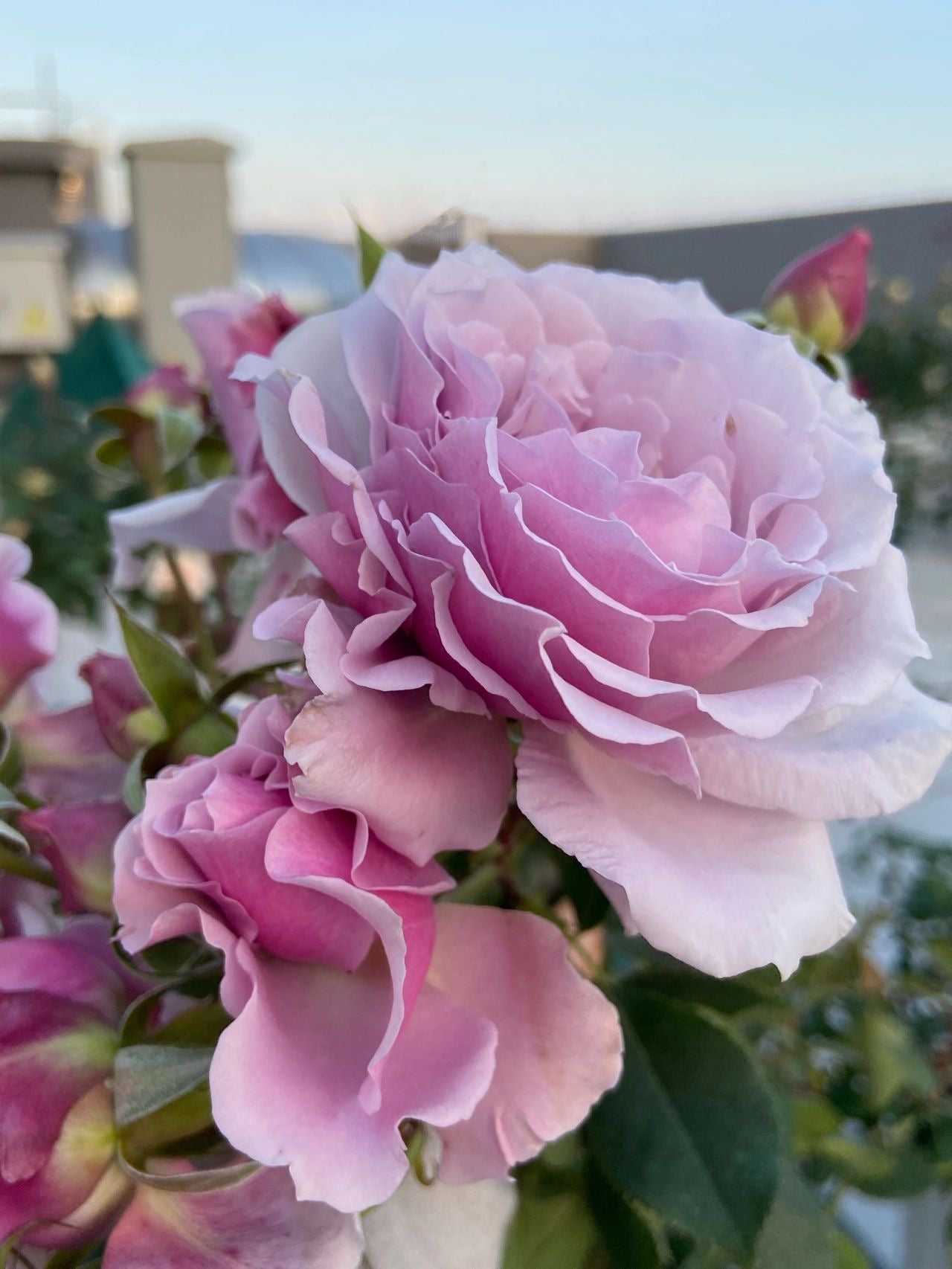 Rose ' Libellula | リベルラ | 蜻蜓 '
