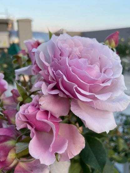 Rose ' Libellula | リベルラ | 蜻蜓 '