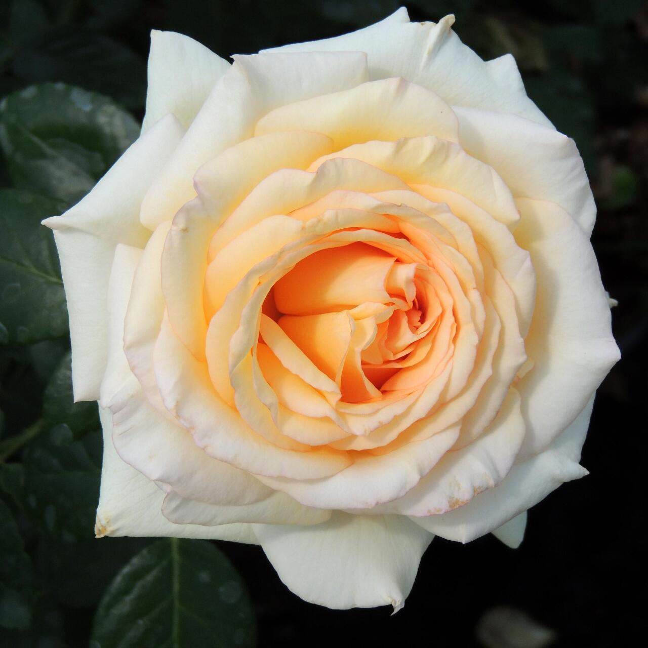 Rose  ‘ Anastasia ｜假面公主 - Award-Winning Variety