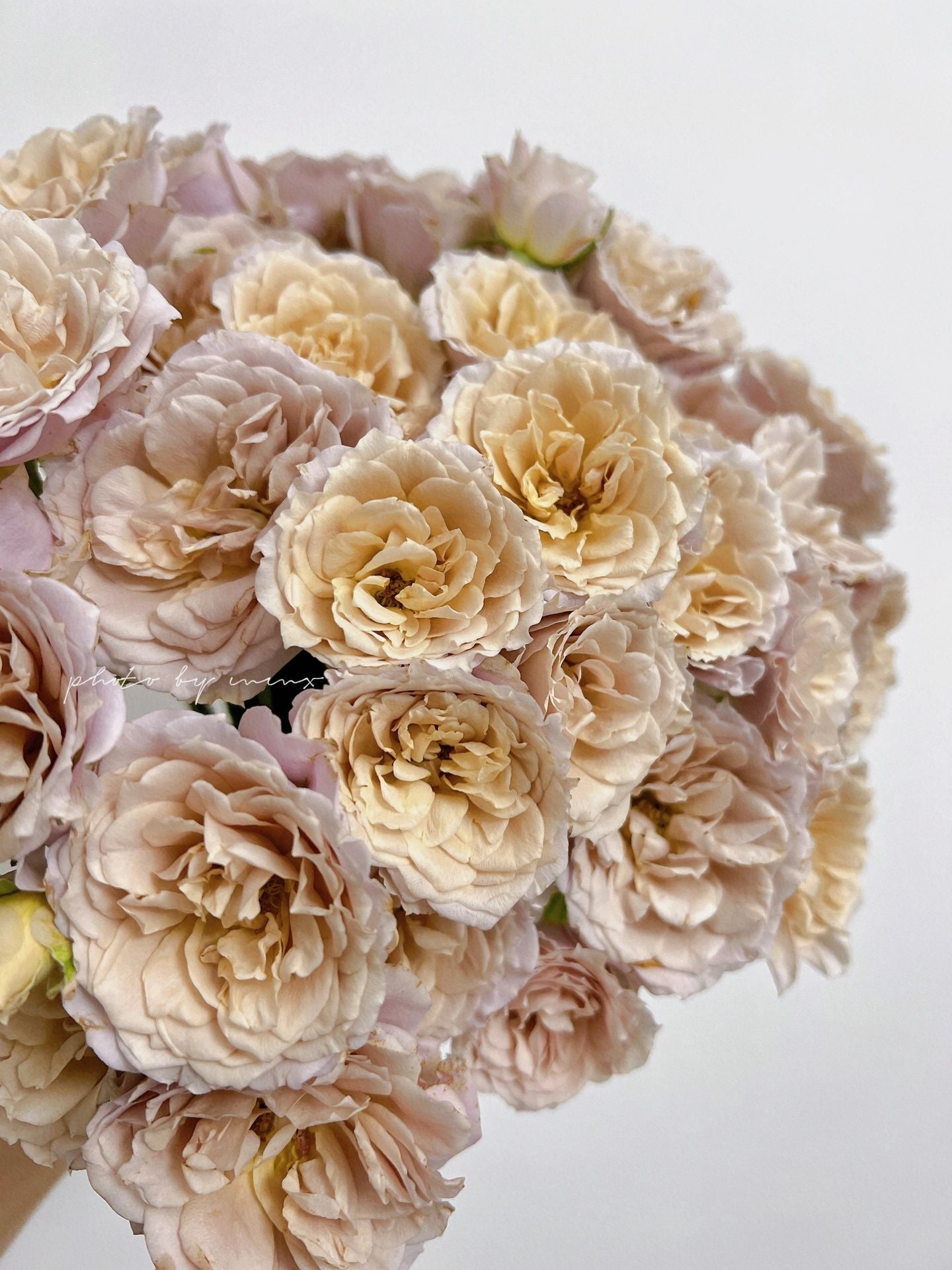 Rare Rose 'Loli ｜いおり｜八神庵 '