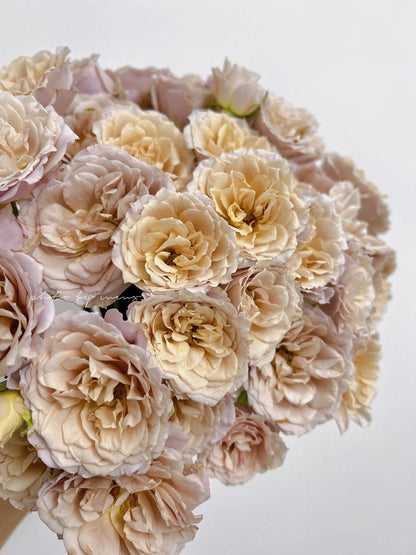 Rare Rose 'Loli ｜いおり｜八神庵 '